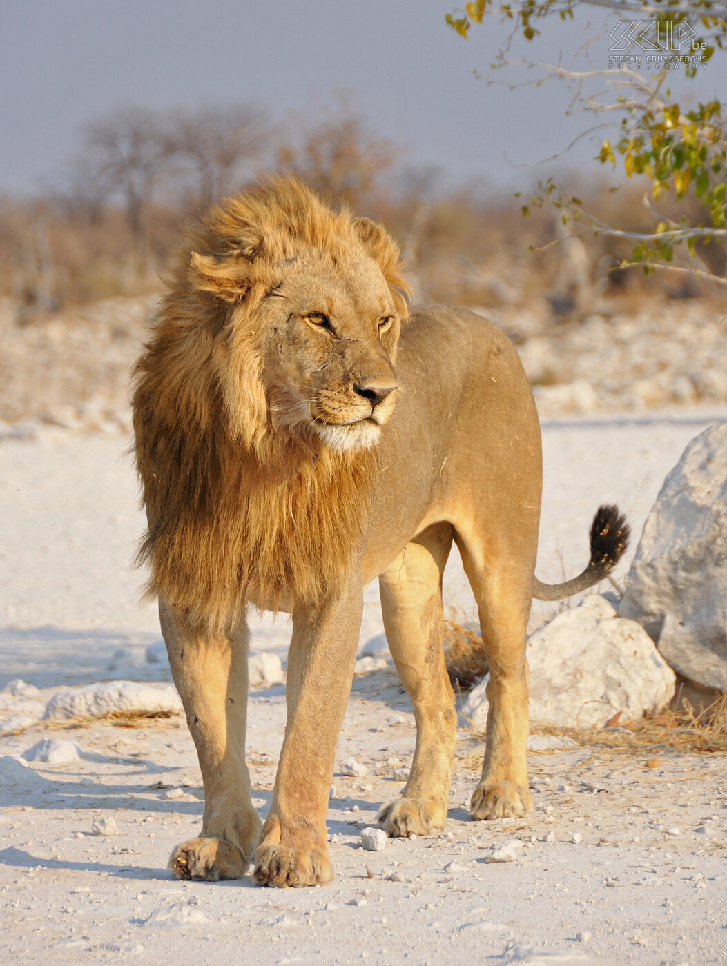 Etosha - Olifantsbad - Leeuw  Stefan Cruysberghs